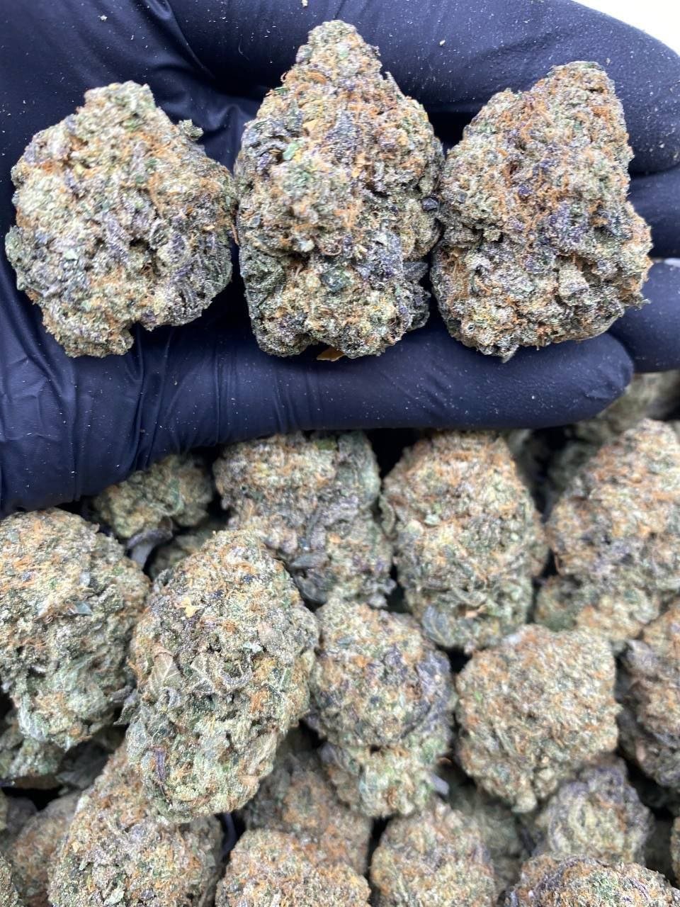 Blue-Gelato
